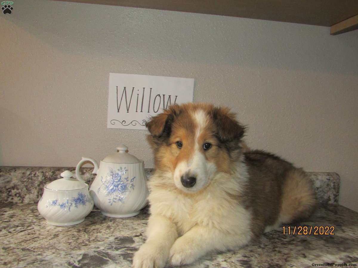 Willow Collie Puppy For Sale in Pennsylvania